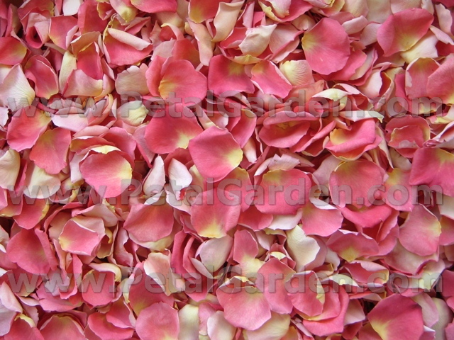 freeze dried rose petals