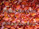 Coral Freeze Dried Rose Petals