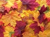 Large fall leaves