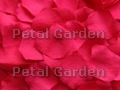 Punch Silk Rose Petals