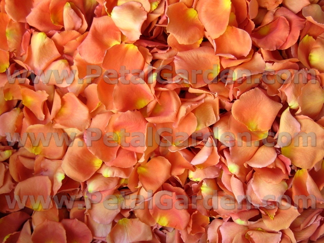 freeze dried rose petals