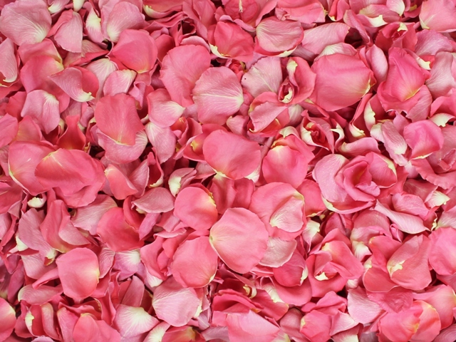 Bubblegum pink freeze dried rose petals