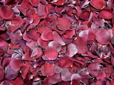 Burgundy Freeze Dried Petals