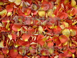 CandyCorn Freeze Dried Rose Petals