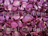 Gemstone Freeze Dried Petals