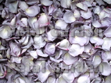 Lavender Freeze Dried Petals