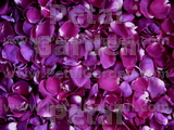 Magenta Dried Rose Petals
