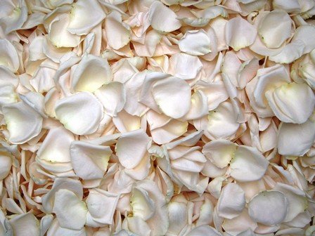 ivory freeze dried rose petals