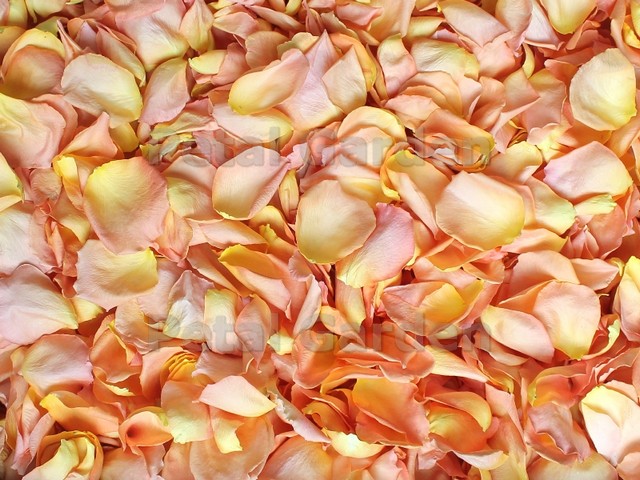 peach kiss freeze dried rose petals