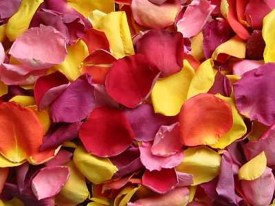 colored rose petals
