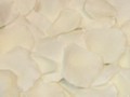 ivory rose petals